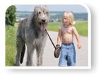 Hunde im Urlaub- Ferien an der Ostsee