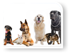 Hunde im Urlaub- Ferien an der Ostsee