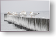 Ferien an der Ostsee - Winterimpressionen